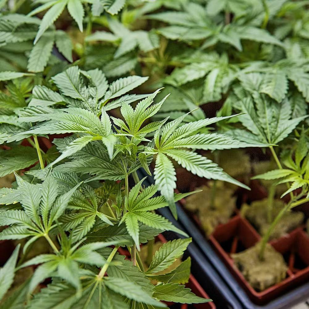 Nationwide cannabis delivery