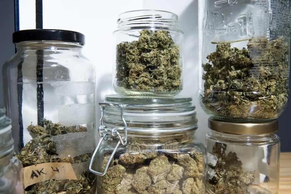 Top 5 Potent Marijuana Strains