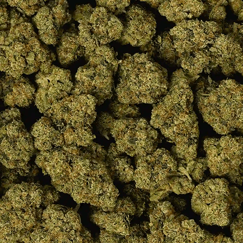 Joker Strain Review
