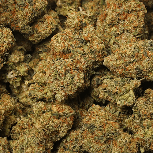 Original Gangster Strain Review