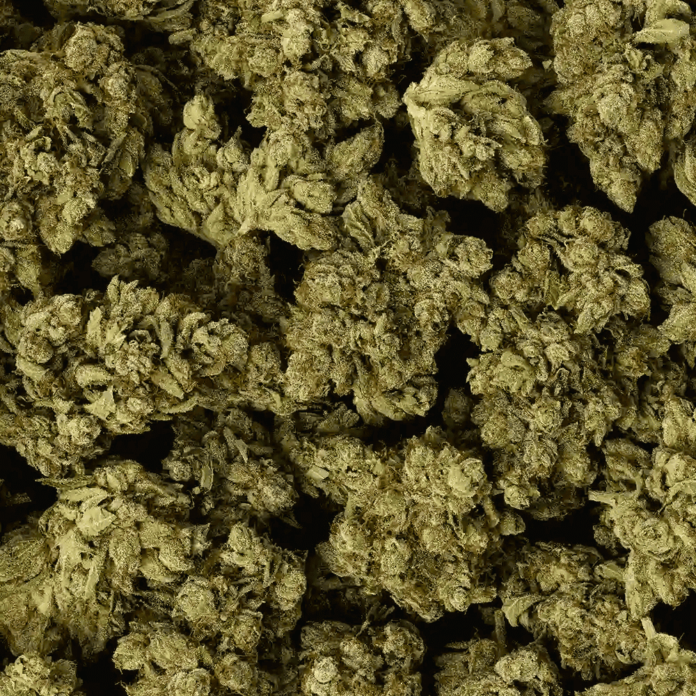 Cafe Racer Strain Review