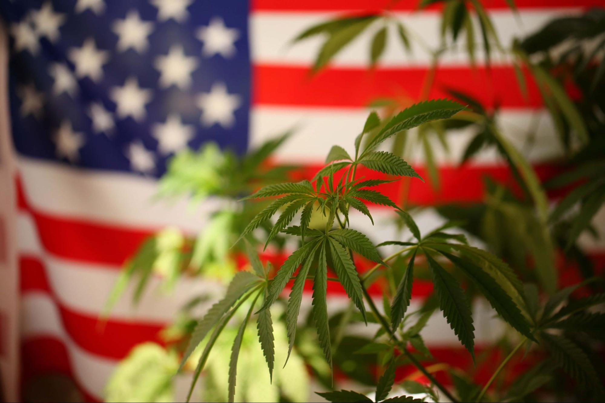 Where to buy weed in the USA?