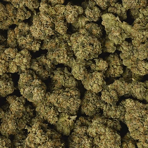 Macintosh Strain Review