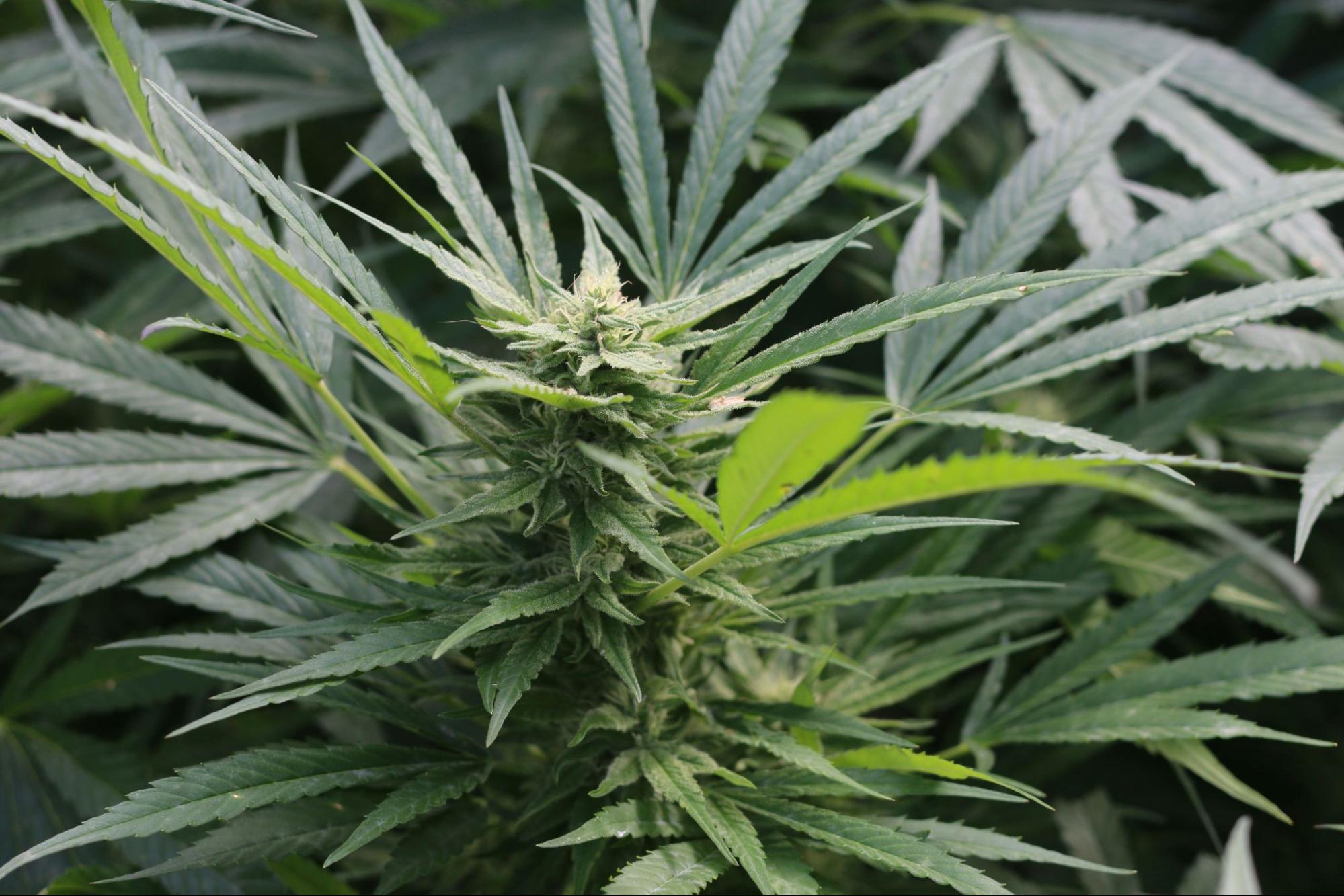 joker strain personal expirience