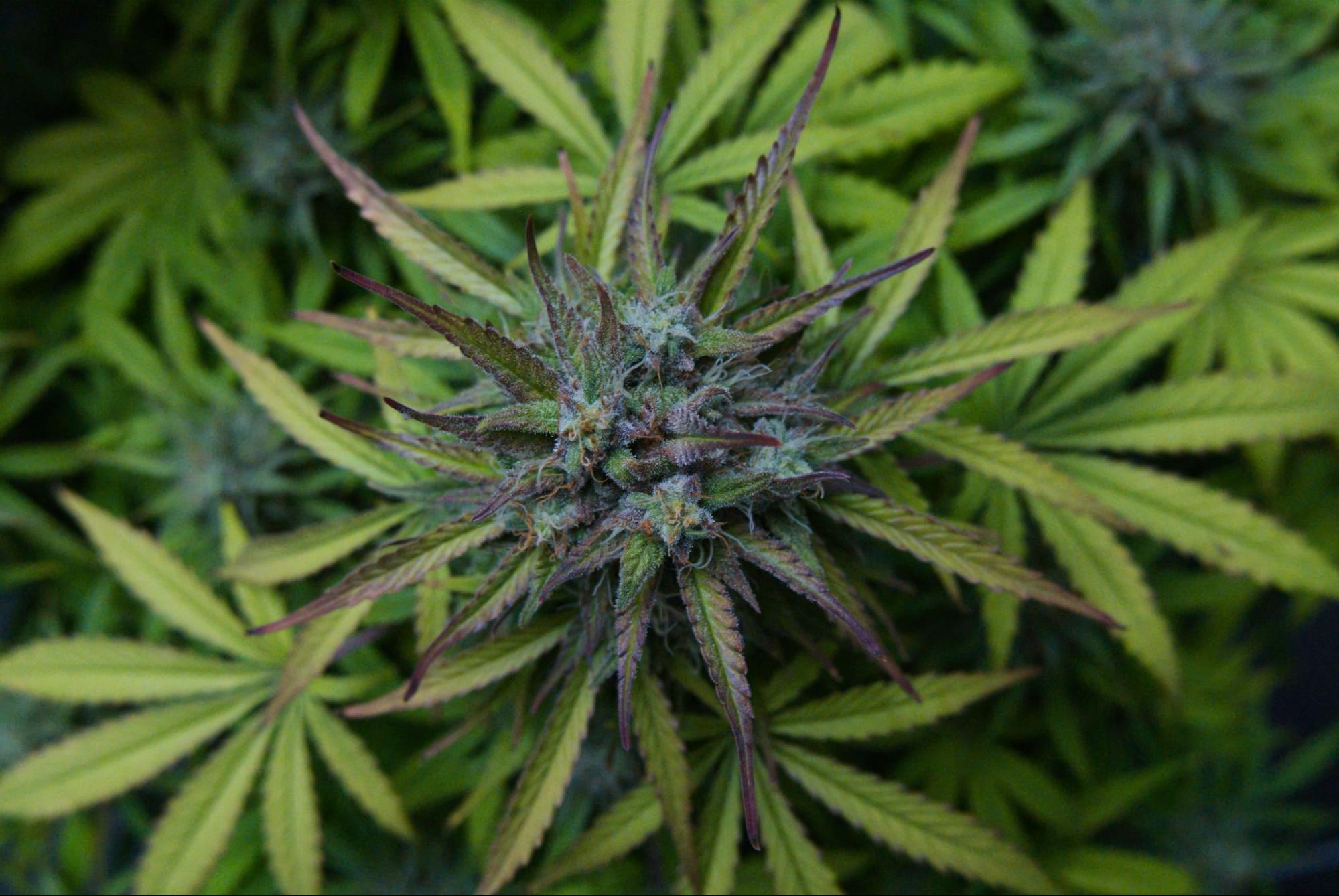 juicy berry strain personal expirience
